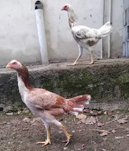 مرغ لاری اصیل|حیوانات مزرعه|سنگر, |دیوار