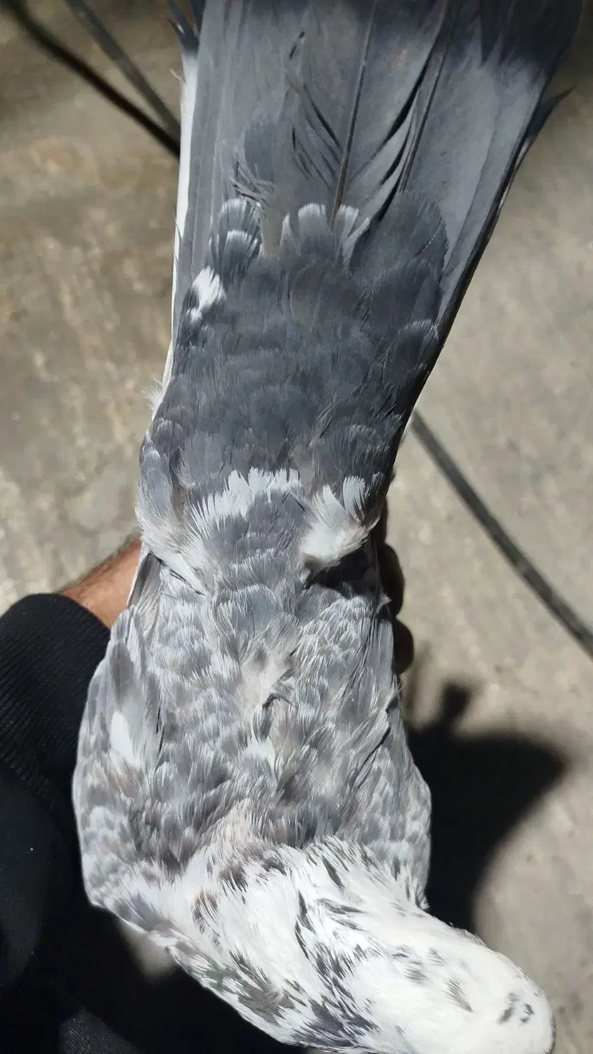 کبوتر گوره آی|پرنده|برازجان, |دیوار