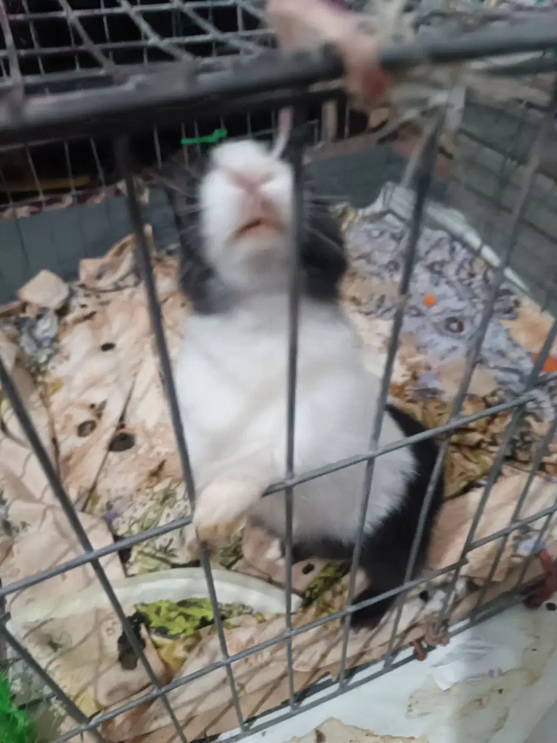 خرگوش|موش و خرگوش|چناران, |دیوار