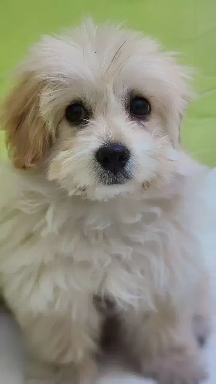 شیتزو|سگ|اسلام‌شهر, شهرک امام حسین (میان آباد)|دیوار