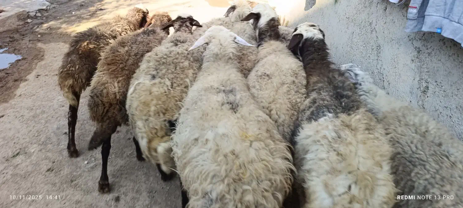 دام گوشتی ،مستقیم از دامدار خرید کنید|حیوانات مزرعه|قزوین, |دیوار