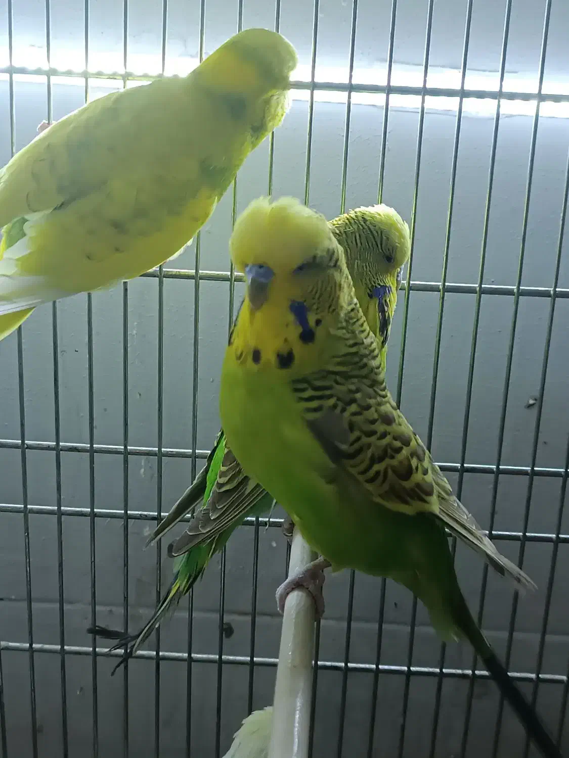 طوطی کاترین مرغ عشق  انگلیسی  پروتلت هشت خان|پرنده|قدس, شهر‌قدس|دیوار