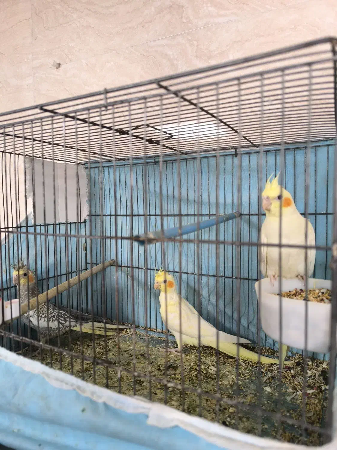 جوجه عروس هلندی|پرنده|زنجان, |دیوار