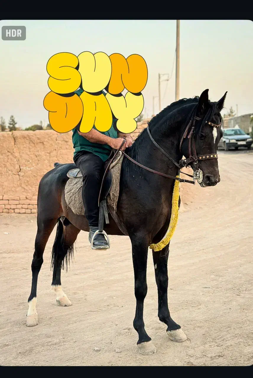 اسب عرب|اسب و تجهیزات اسب‌سواری|کاشان, فاز ۲ ناجی آباد|دیوار