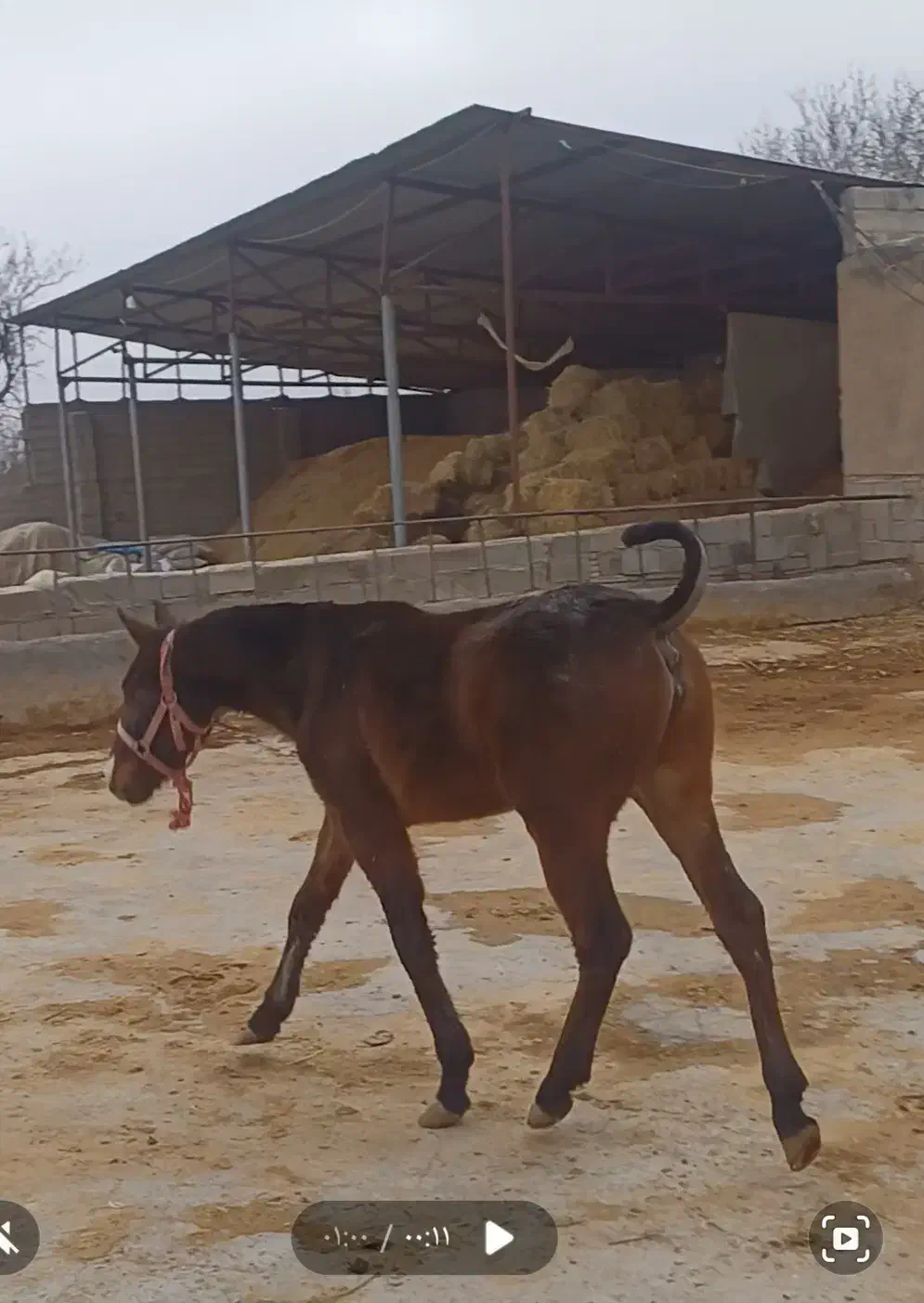 اسب|اسب و تجهیزات اسب‌سواری|باروق, |دیوار