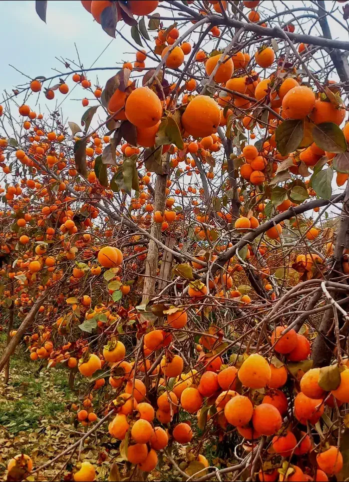 خرمالو شیرین خانگی|خوردنی و آشامیدنی|مرودشت, ژیان|دیوار