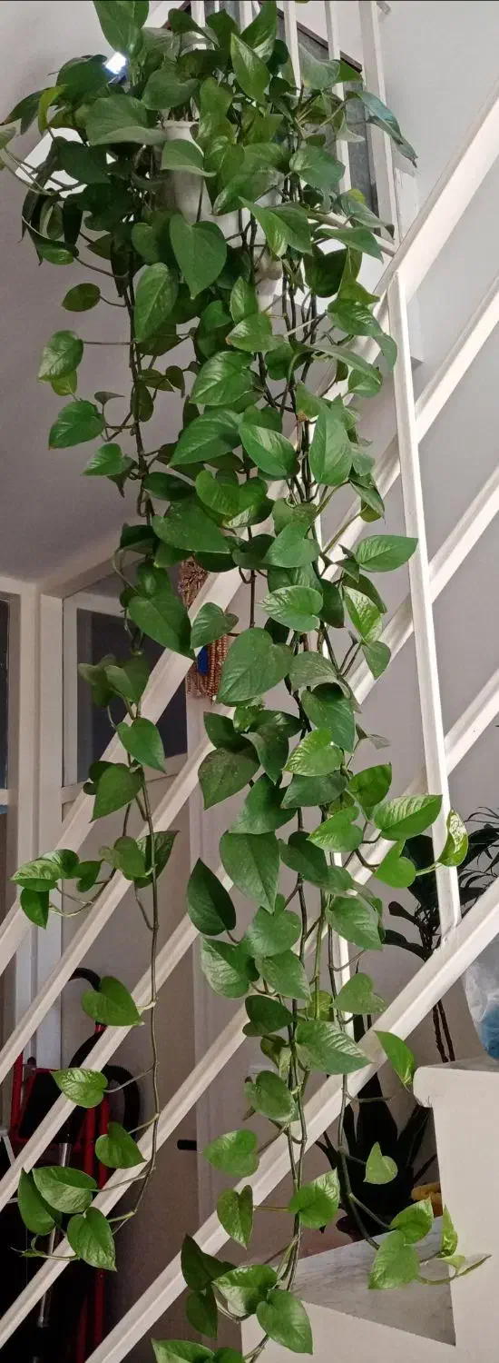 گلدان پتوس|گل و گیاه طبیعی|محمدشهر, سیدآباد|دیوار