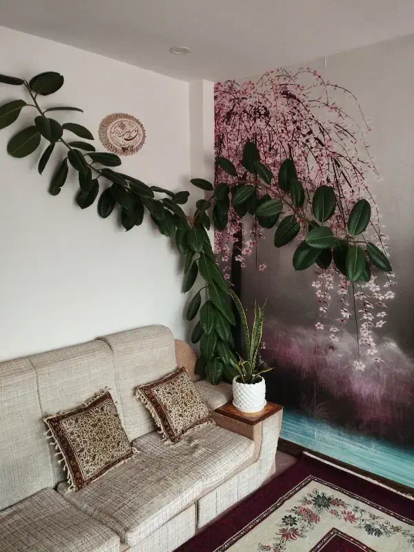 گل فیلتوس سالم وسرحال|گل و گیاه طبیعی|سنندج, |دیوار