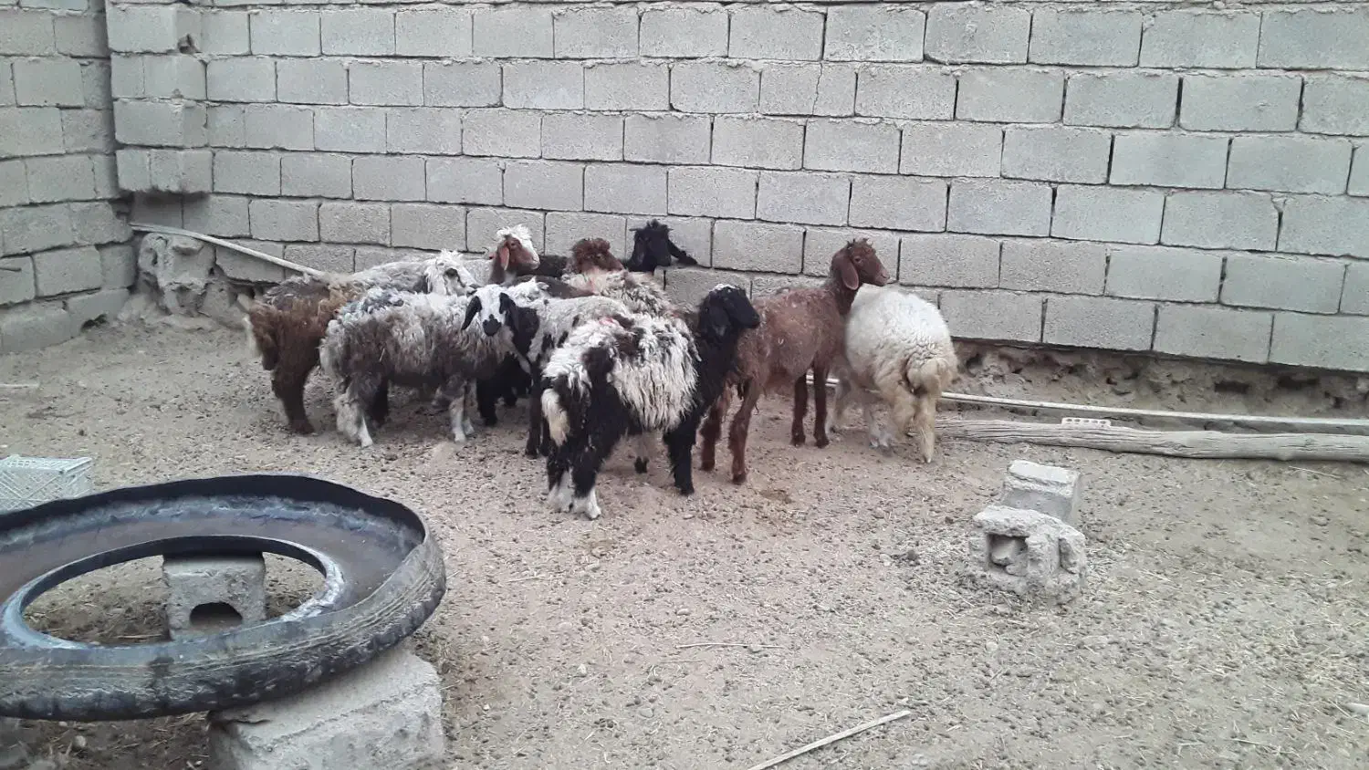 میش داشتی|حیوانات مزرعه|بندر ماهشهر, |دیوار