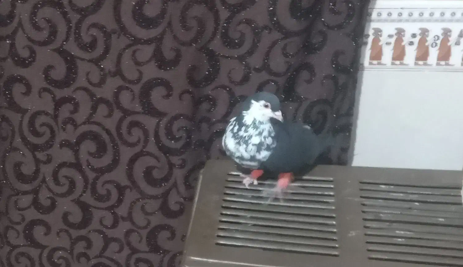 کبوتررنگه نرسیده افسون|پرنده|تربتحیدریه, بالا ولایت|دیوار