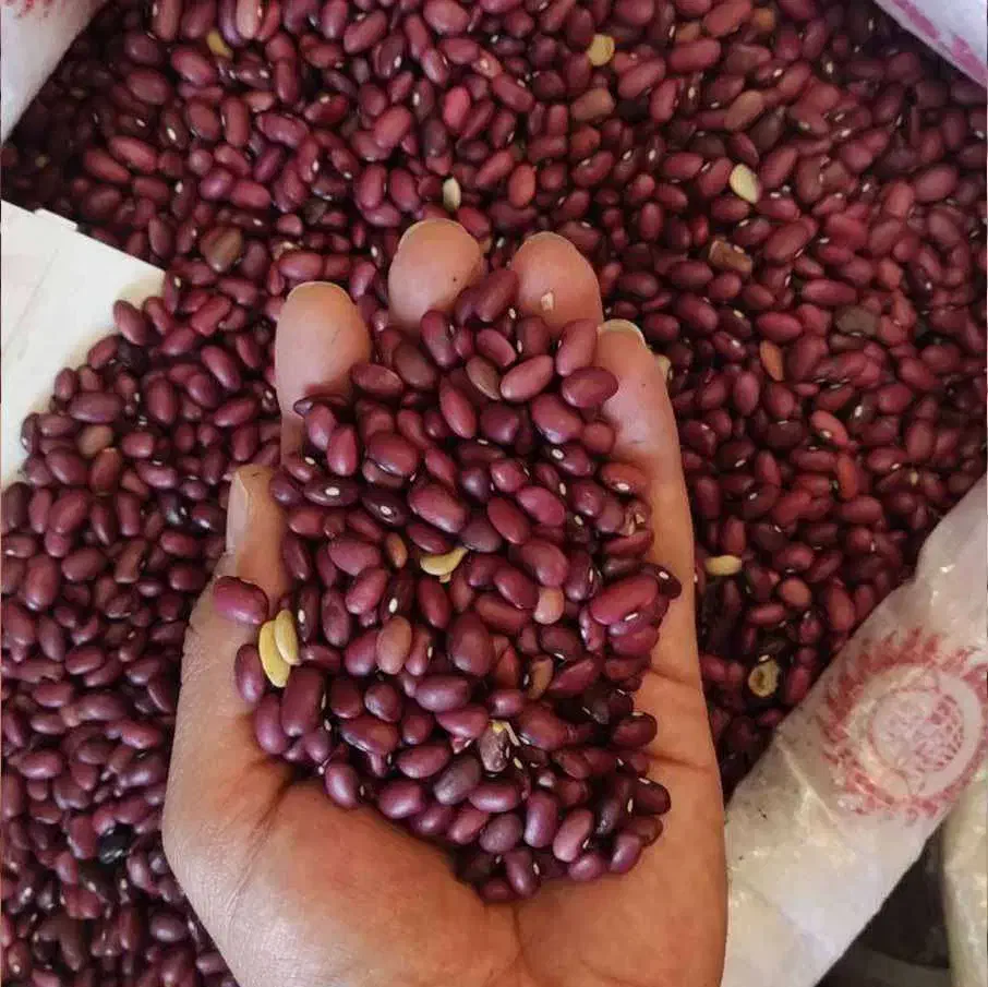 لوبیا قرمز|خوردنی و آشامیدنی|شاهینشهر, شهرک میلاد|دیوار