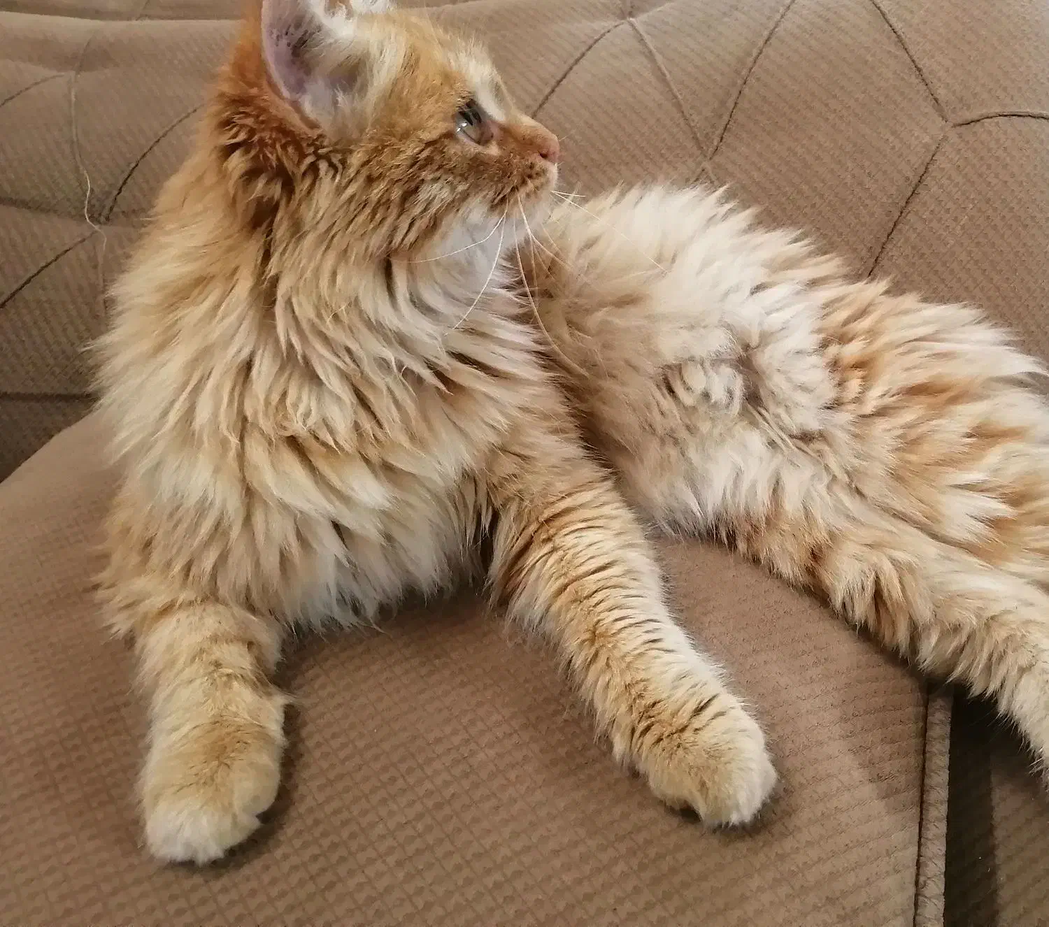 گربه بریتیش لانگ هیر|گربه|تربتحیدریه, قائم|دیوار