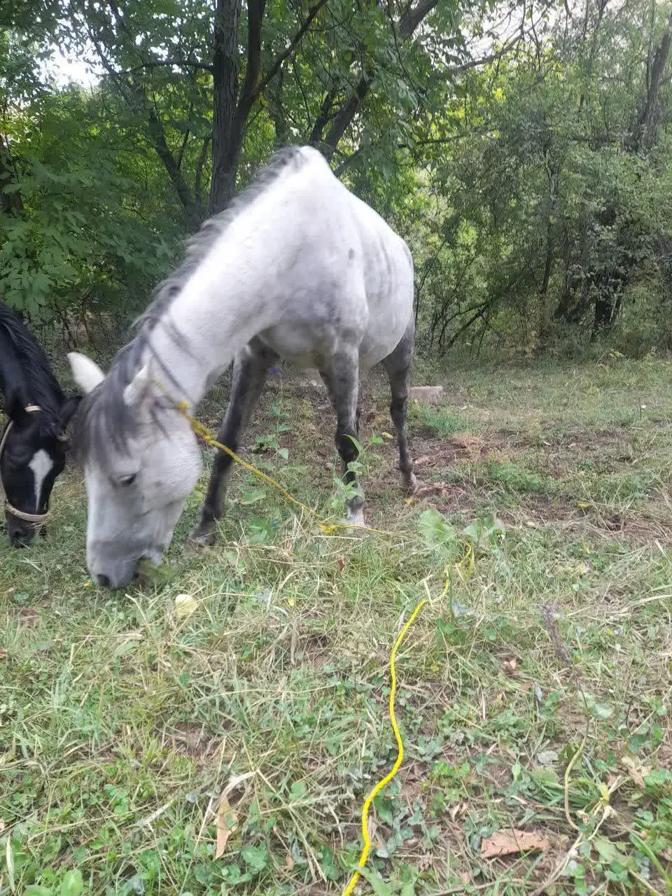 فروش یک عدد مادیان نیله و یک عدد اسب خون دار|اسب و تجهیزات اسبسواری|طالقان, |دیوار