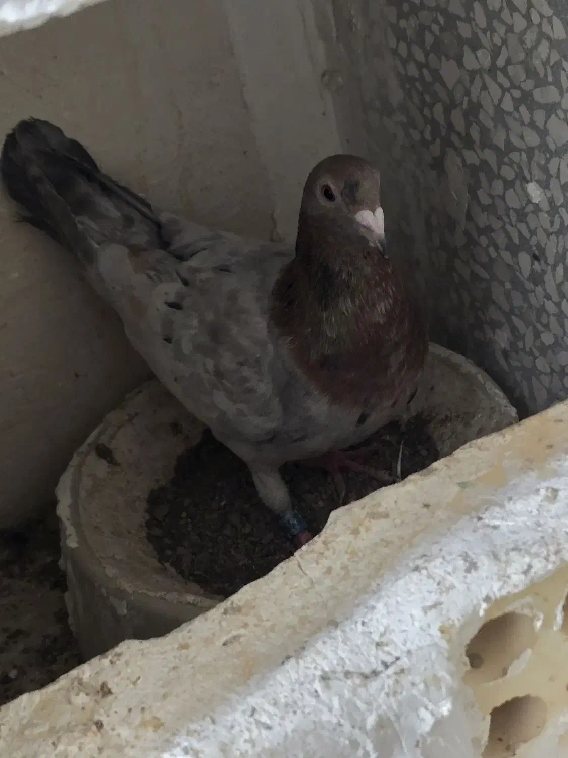 کبوتر|پرنده|مشهد, فریزی|دیوار