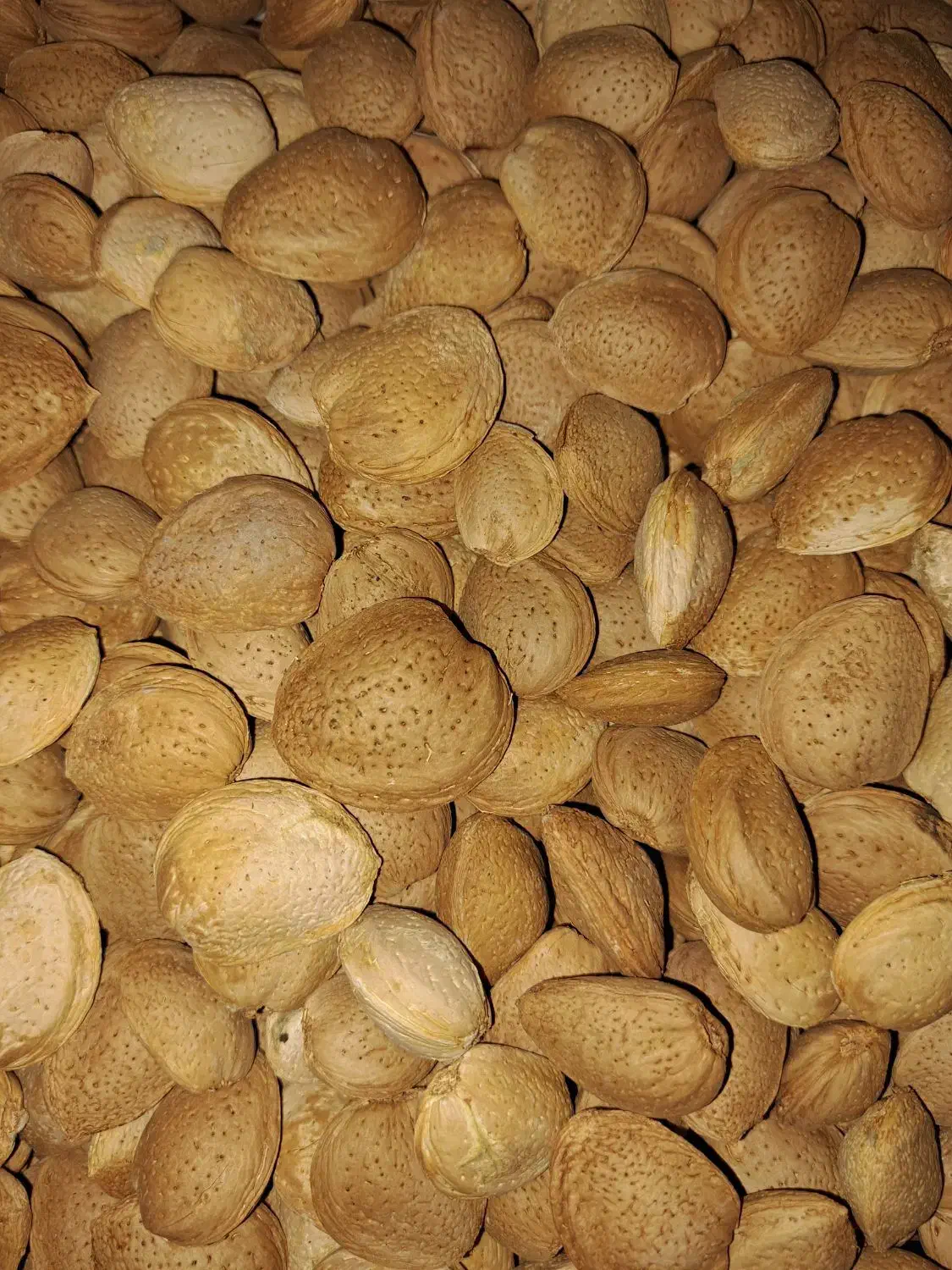 بادام درختی|خوردنی و آشامیدنی|جم, |دیوار