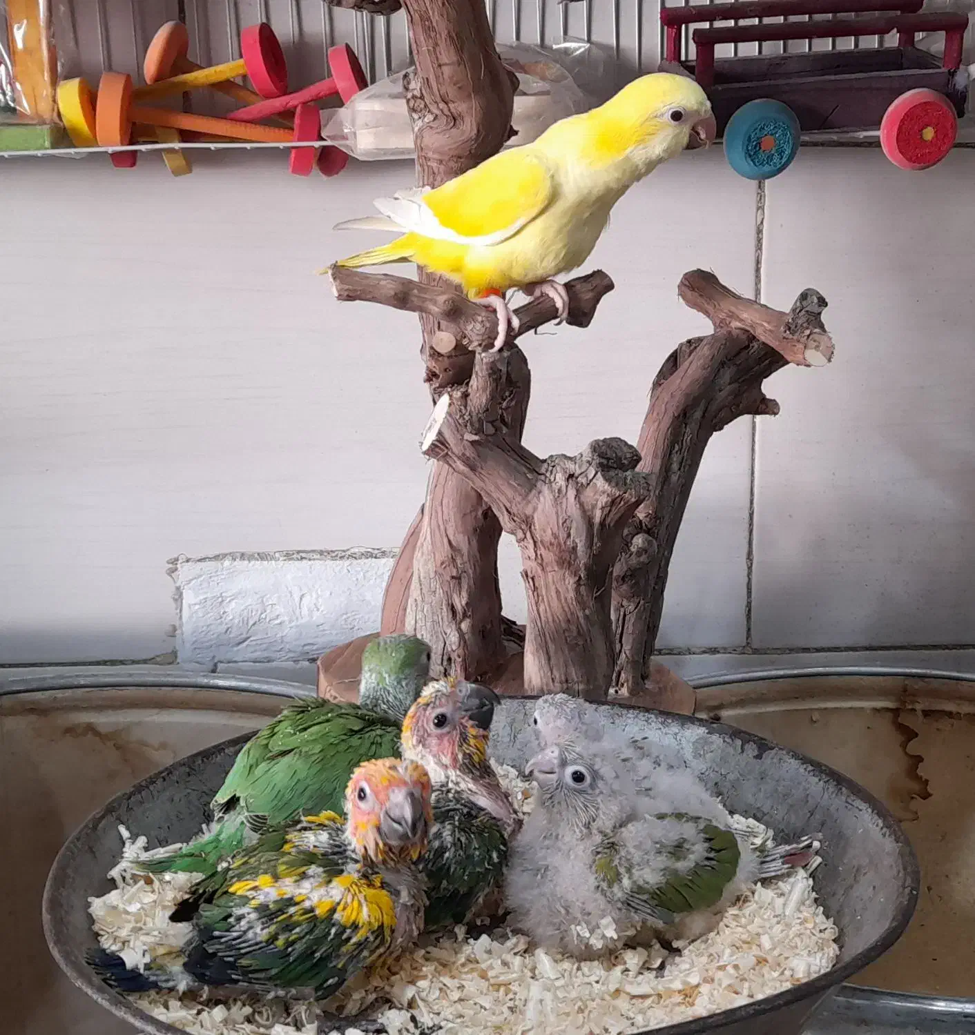 کلکسیون پرندگان طوطیا|پرنده|هشتگرد, مدرس|دیوار