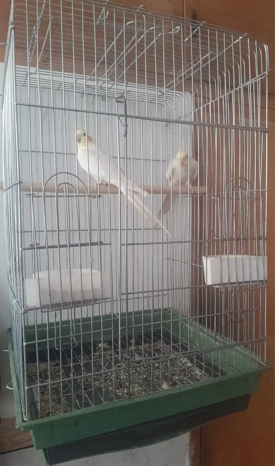 جفت عروس هلندی کینگ سایز|پرنده|خرمدره, |دیوار