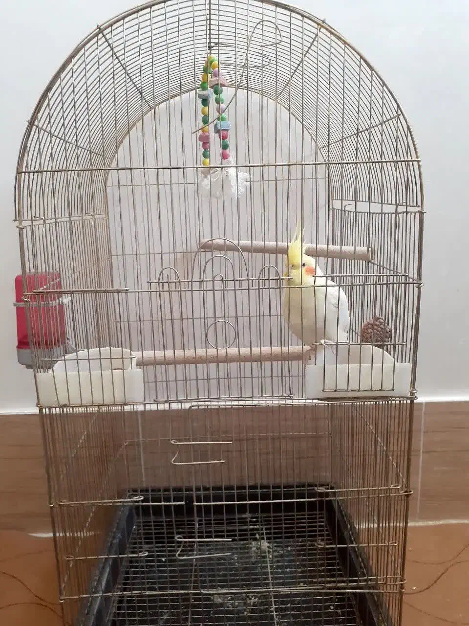 عروسی هلندی لوتینو(نر)|پرنده|شهرضا, |دیوار