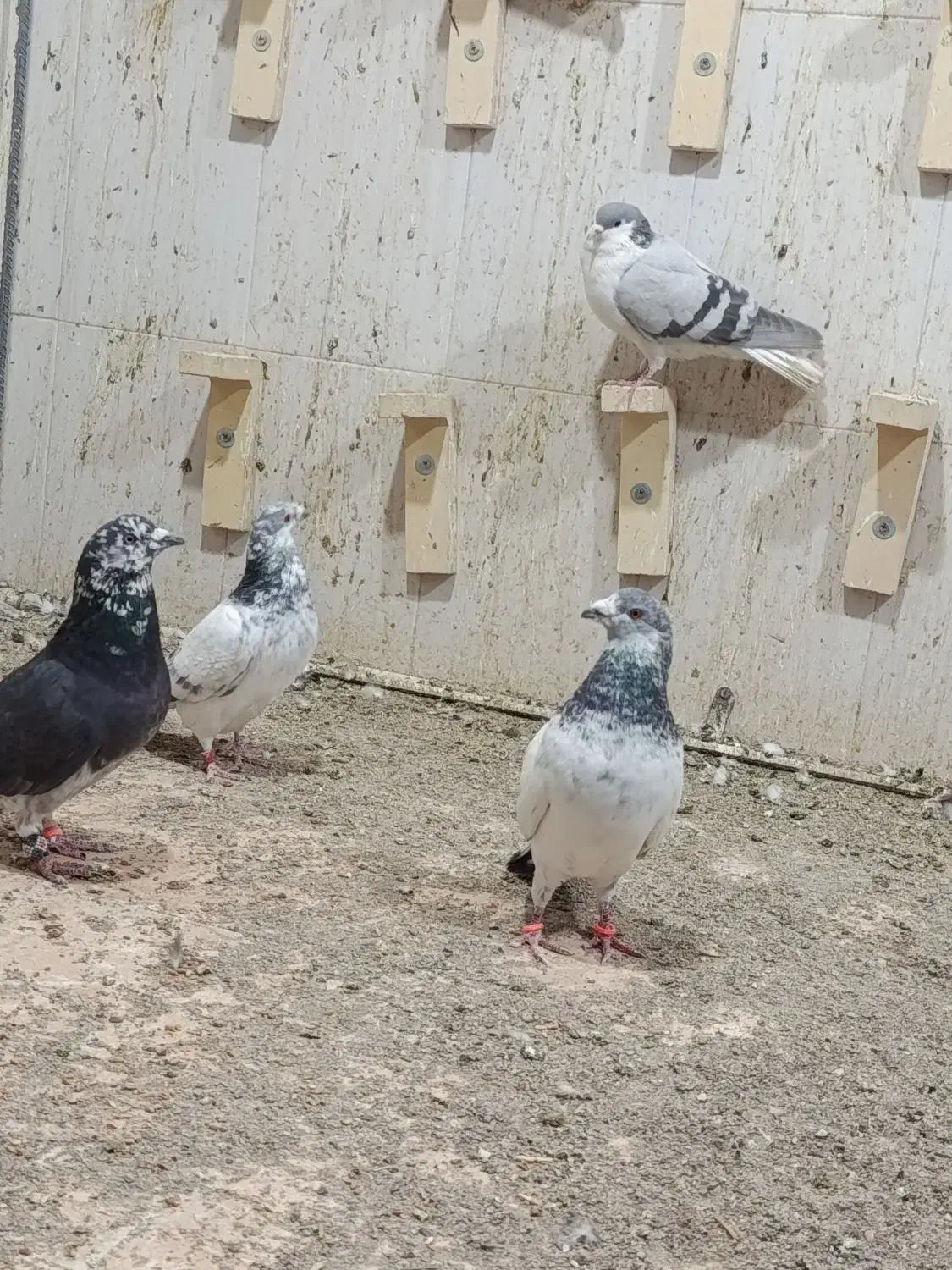 کبوتر|پرنده|خاش, |دیوار