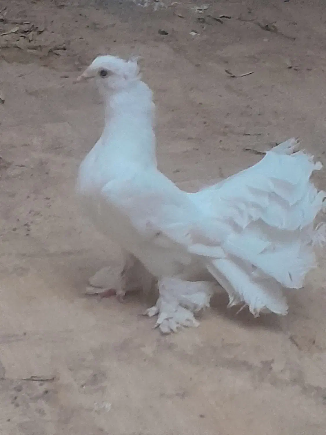 کبوتر ماده وکبوتر نر دم چطری واصفهانی وزردکله ماسی|پرنده|یزد, |دیوار