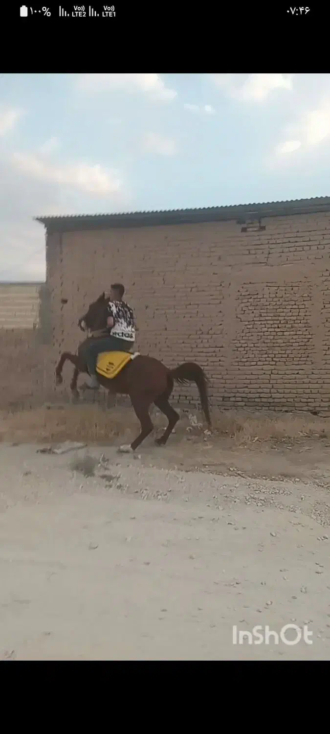 اسب|اسب و تجهیزات اسبسواری|کبودرآهنگ, |دیوار