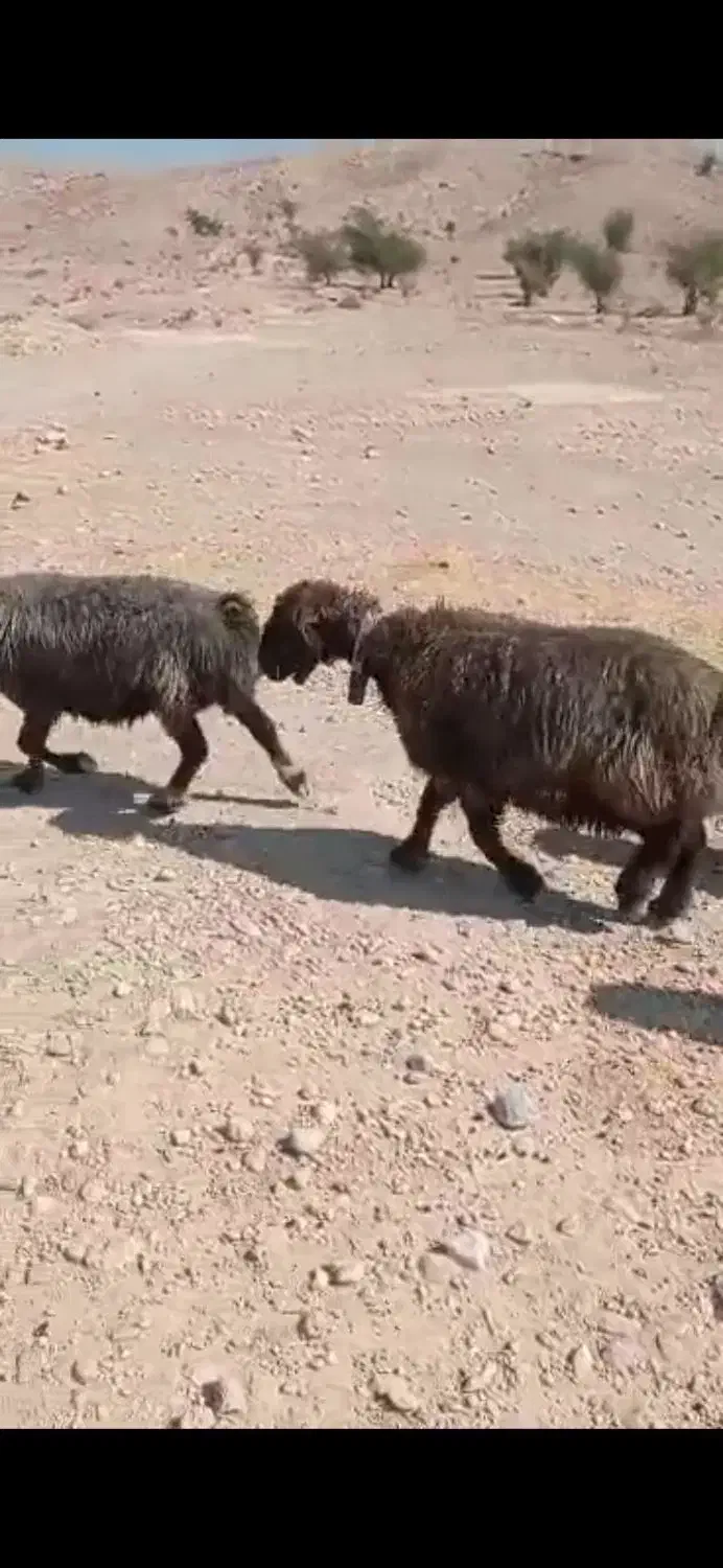 میش بره دار بختیاری درجه یک|حیوانات مزرعه|فراشبند, |دیوار