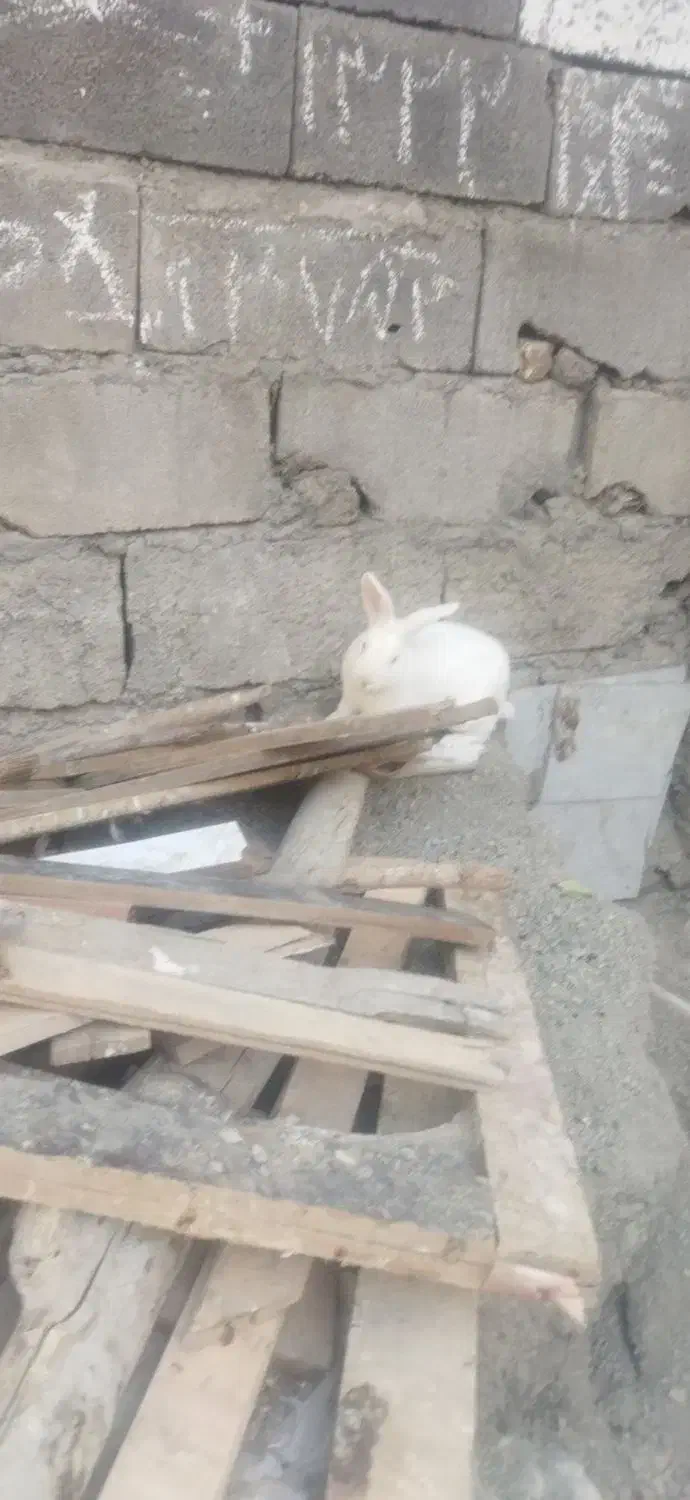 2 عدد خرگوش|موش و خرگوش|سنندج, |دیوار