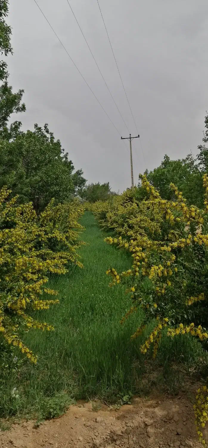 زرشک آبدار|خوردنی و آشامیدنی|سربیشه, |دیوار