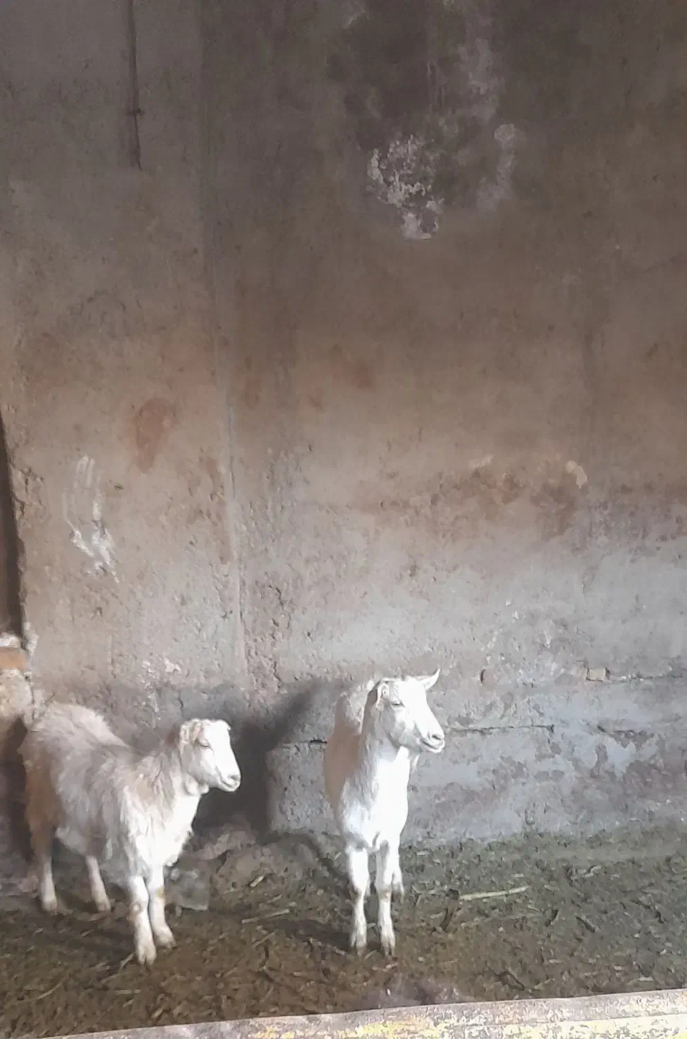 بزوبزغاله سانن|حیوانات مزرعه|قزوین, |دیوار