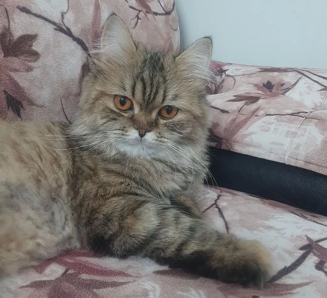 گربه|گربه|زنجان, |دیوار