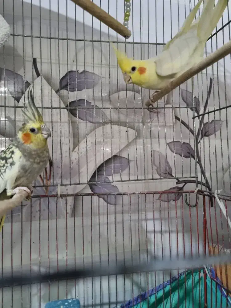 عروس هلندی|پرنده|قم, کیوانفر|دیوار