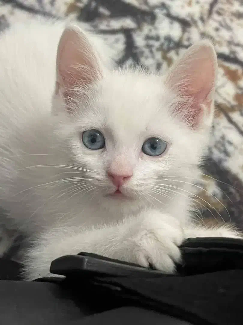 واگذاری رایگان بچه گربه تحتنظرانجمنحمایتازحیوانات|گربه|زاهدان, |دیوار