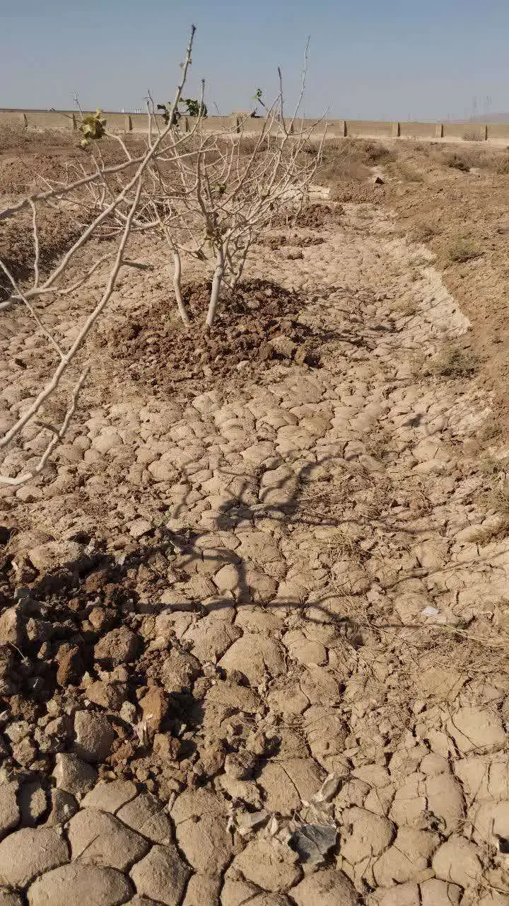 زمین باغ پسته|فروش زمین و ملک کلنگی|سلفچگان, |دیوار