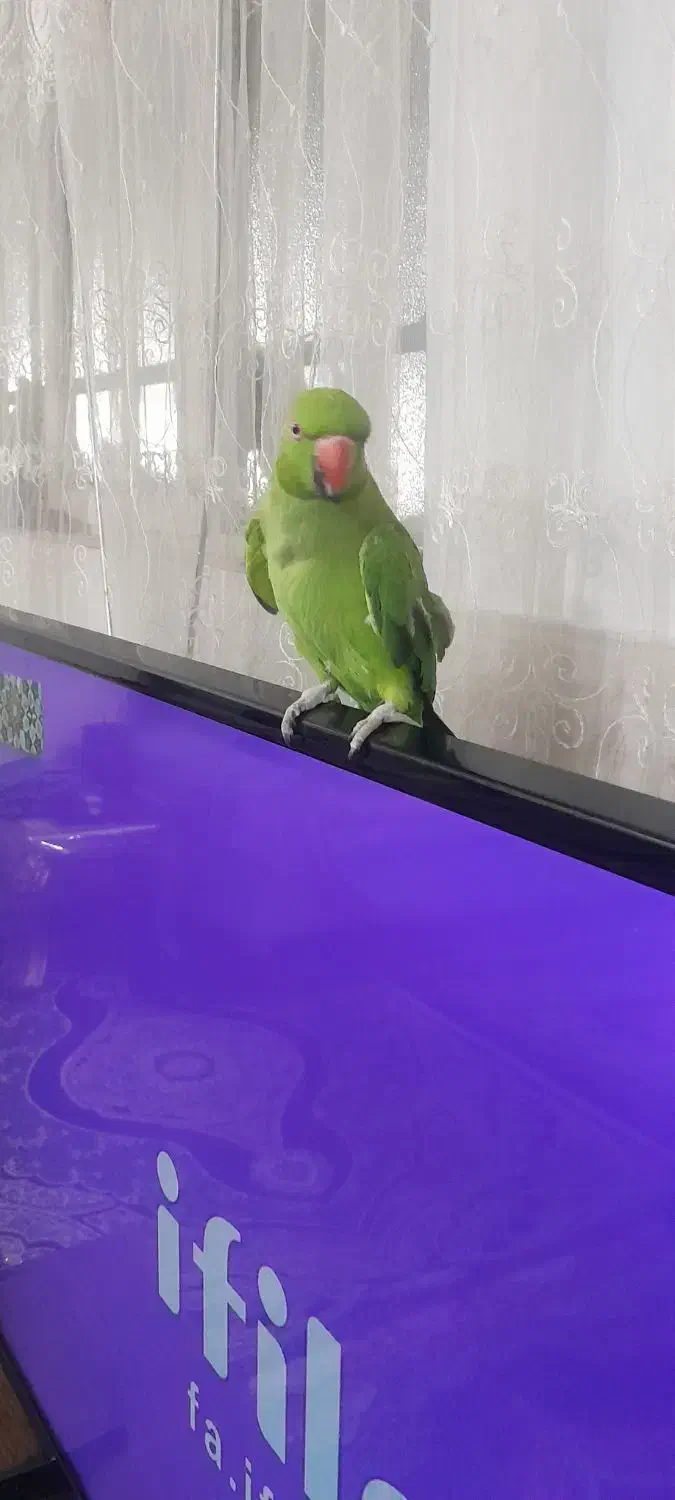 یک عدد طوطی ملنگو یکی دوساله رام چلوندنی|پرنده|شهریار, شهرک نماز (دینار آباد)|دیوار