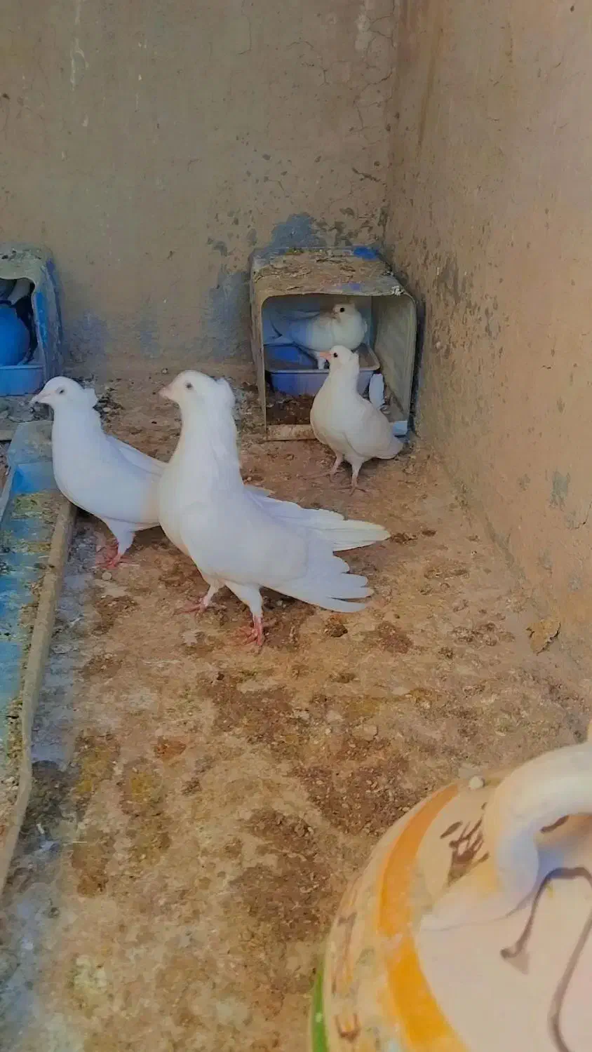 کبوتر سفیددمگیر دمدارکاکل|پرنده|برخوار, |دیوار