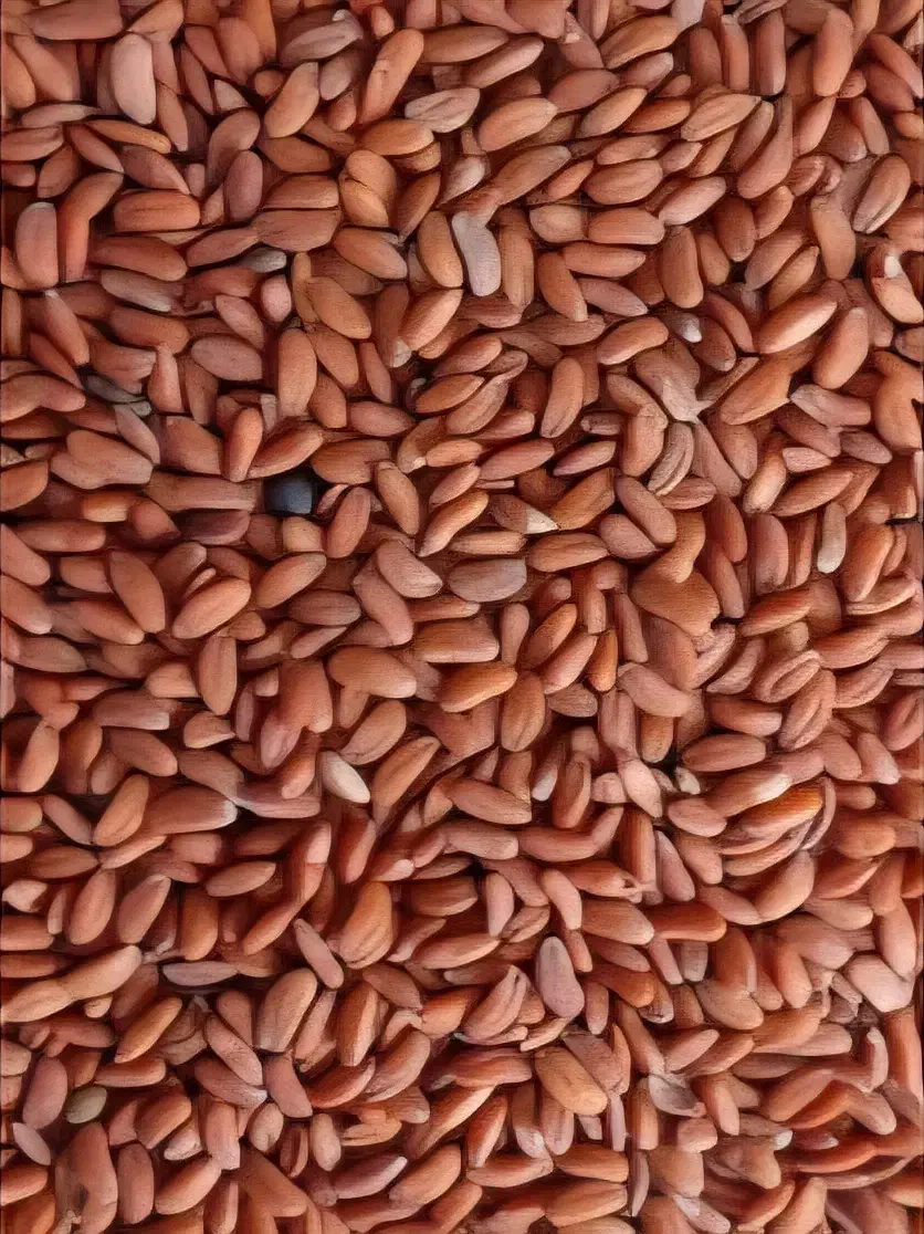 بذر شاهی ، تشایی|گل و گیاه طبیعی|فلاورجان, |دیوار
