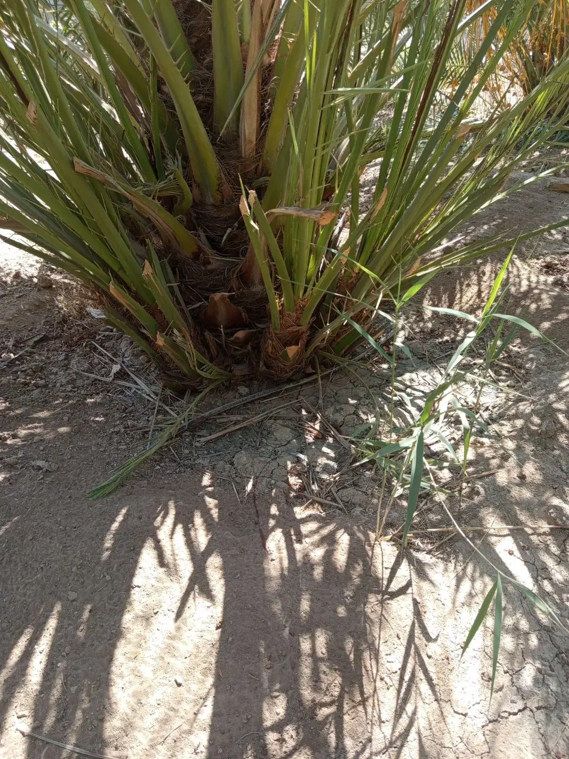 پاجوش نخل برحی|گل و گیاه طبیعی|امیدیه, |دیوار