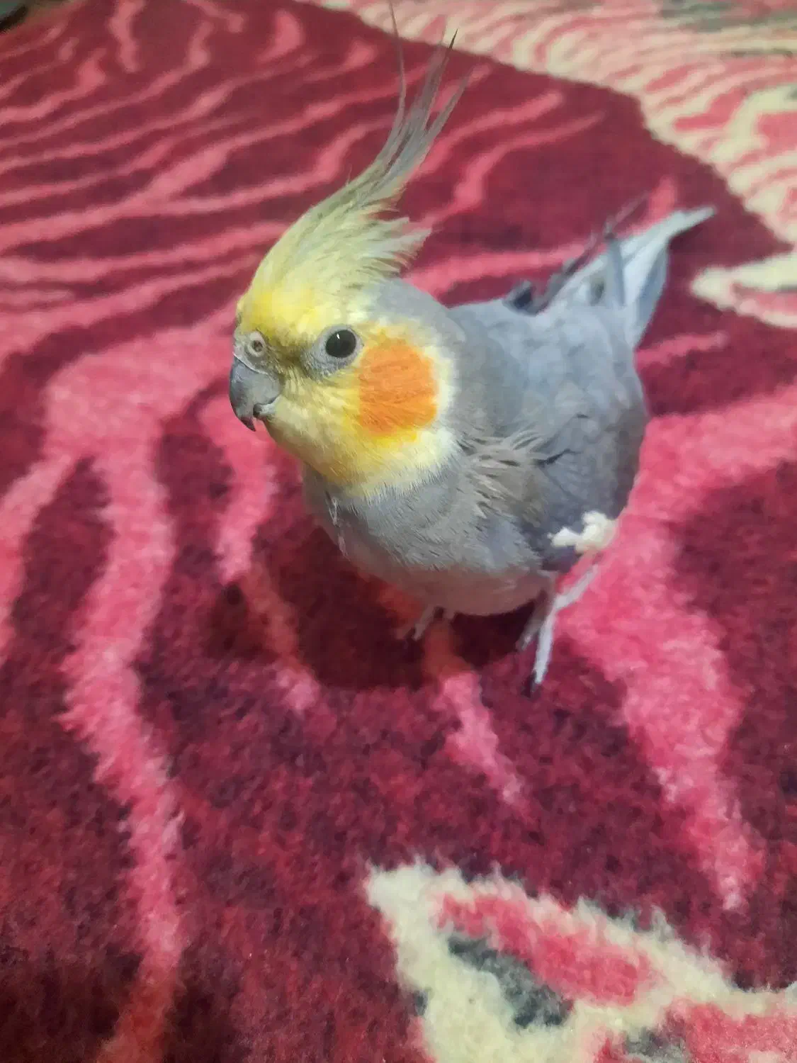 عروس هلندی|پرنده|تهران, شهرک زینبیه|دیوار