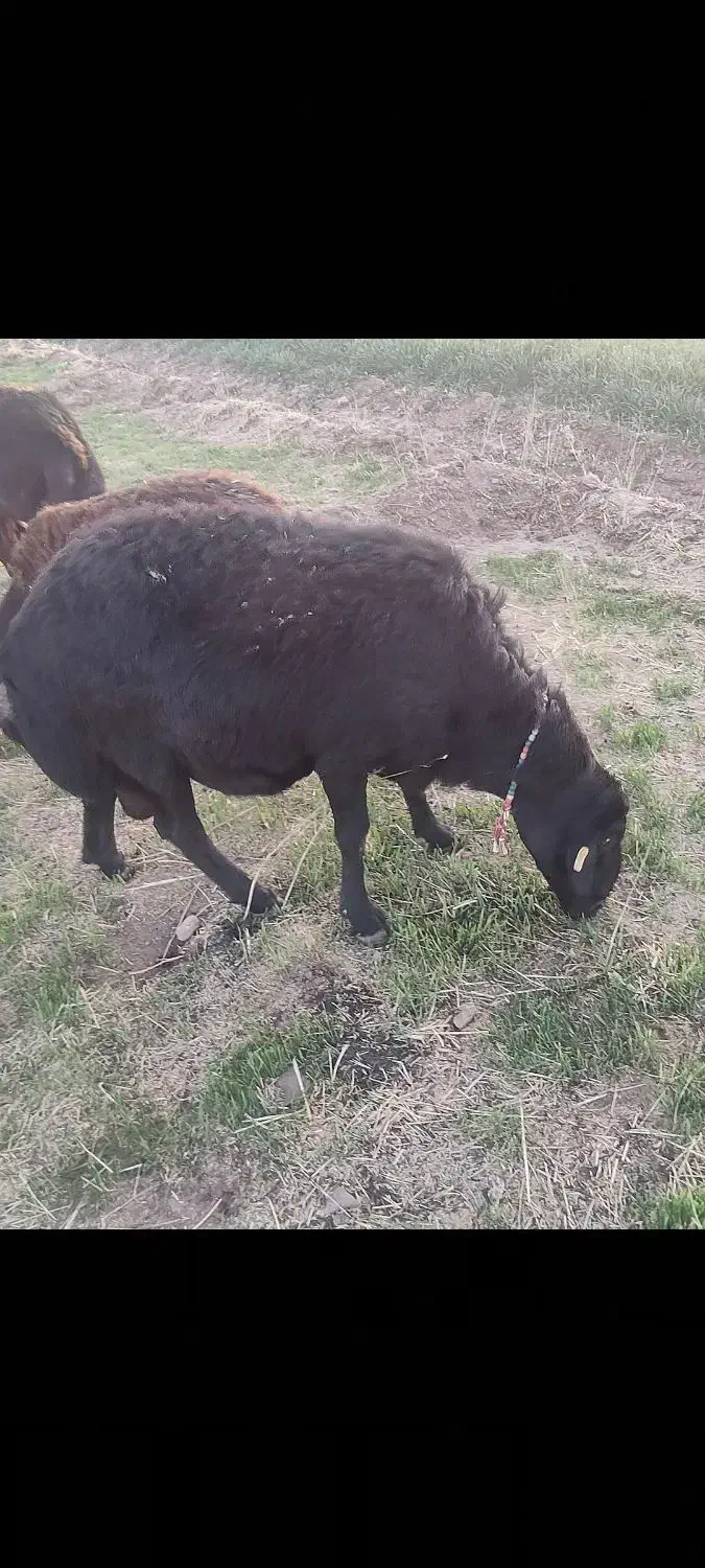 یک راس قوچ|حیوانات مزرعه|تربت جام, شیخ احمد جامی|دیوار