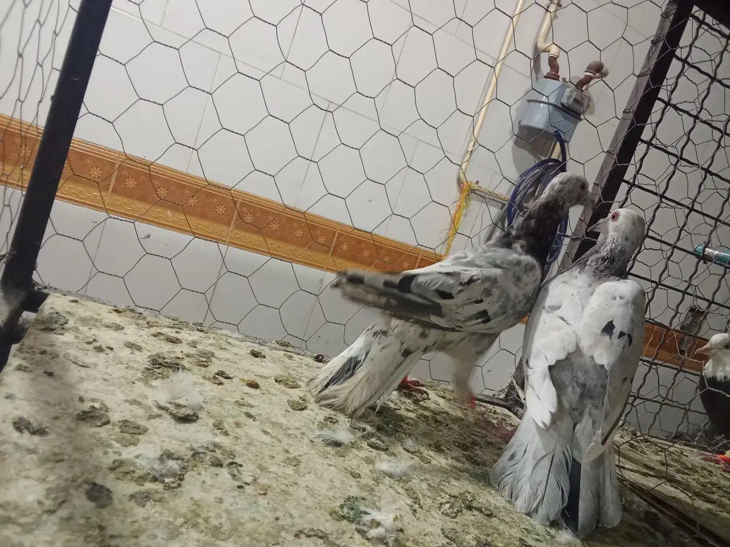 کبوتر|پرنده|قزوین, |دیوار