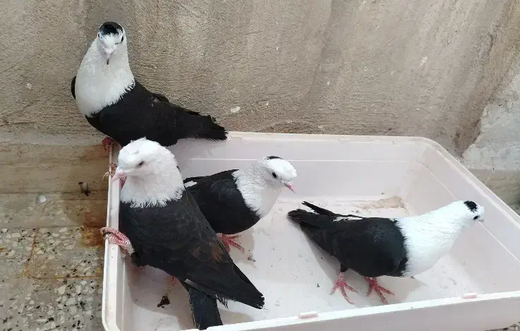 کبوتر چهار عدد مخمل|پرنده|برازجان, |دیوار