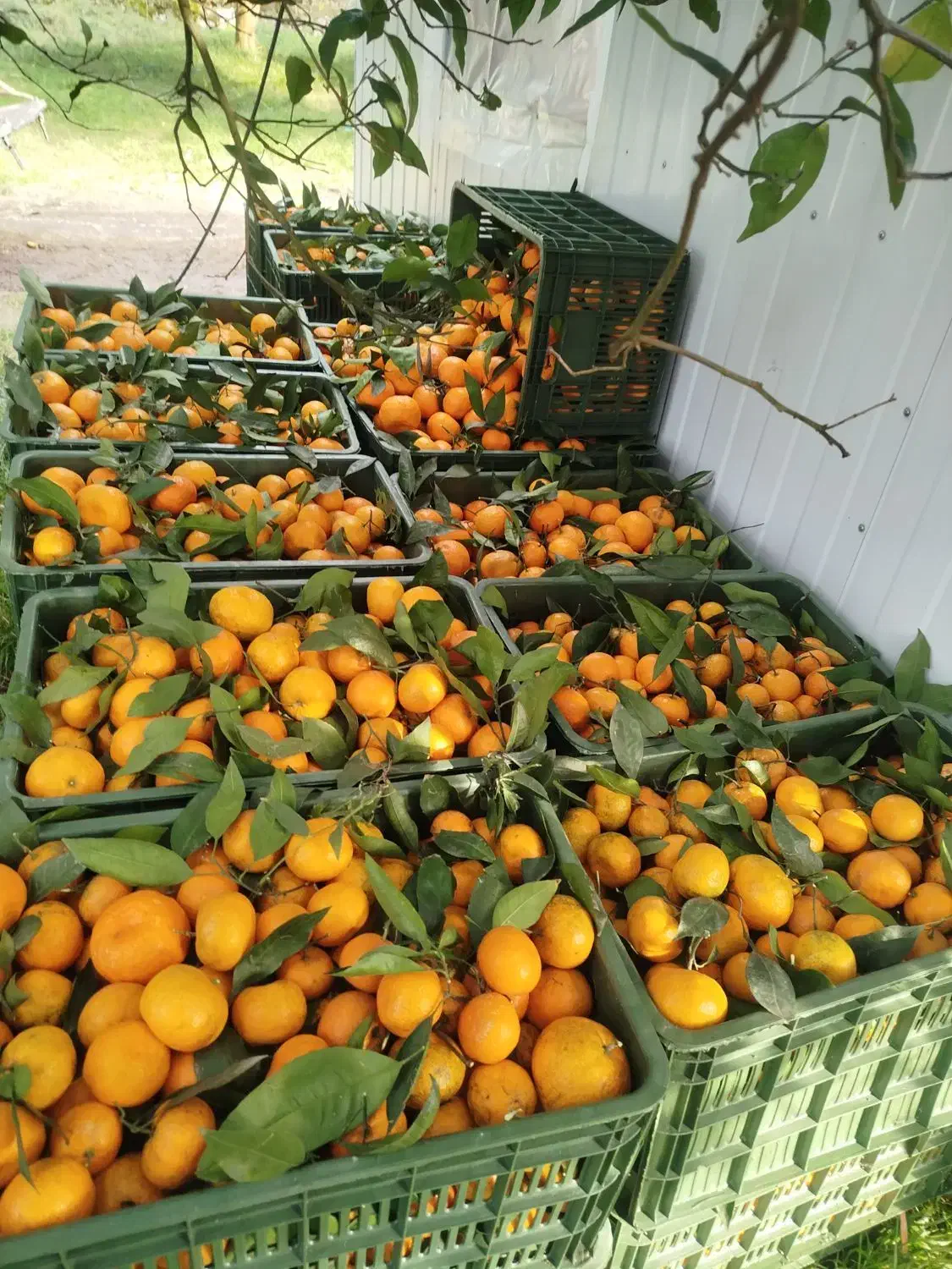 نارنگی درجه یک محلی عباس آباد|حراج|نشتارود, |دیوار