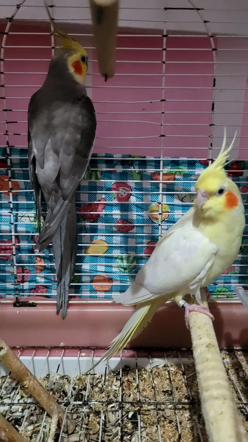 فروش یکجفت عروس هلندی مولد|پرنده|قشم, |دیوار