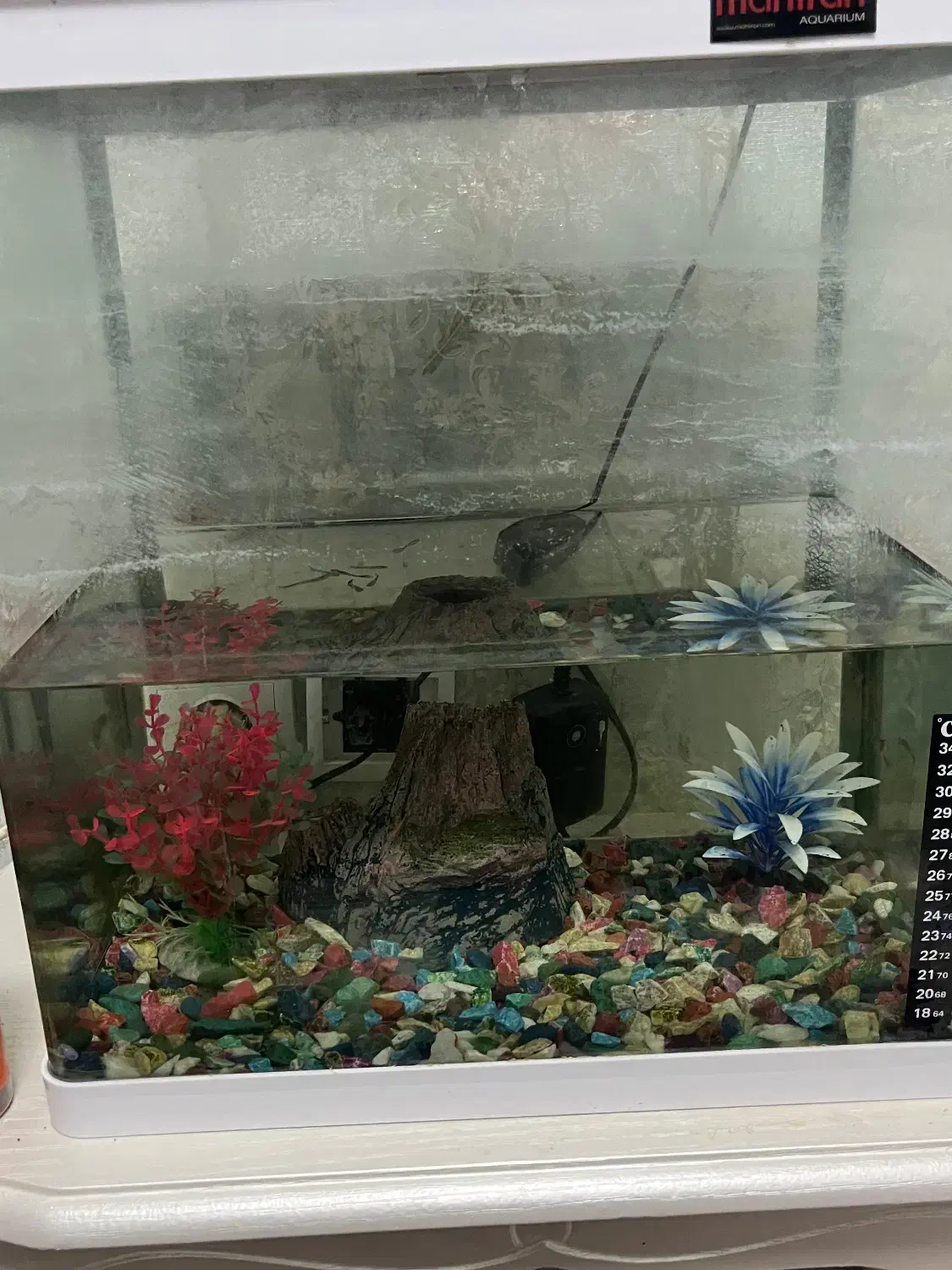 اکواریوم با ماهی گوپی|ماهی|تبریز, |دیوار