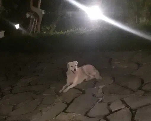 سگ نگهبان ماده|سگ|نوشهر, |دیوار