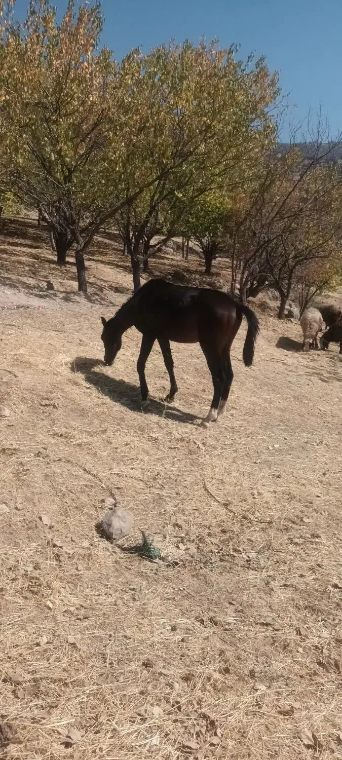 اسب مادیون|اسب و تجهیزات اسبسواری|پاپی, |دیوار