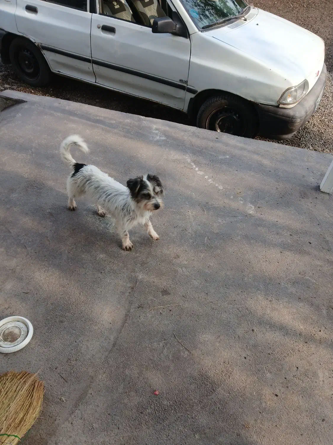 پاکوتاه نژاد شیتزو.سویسی.|سگ|آستانه اشرفیه, |دیوار