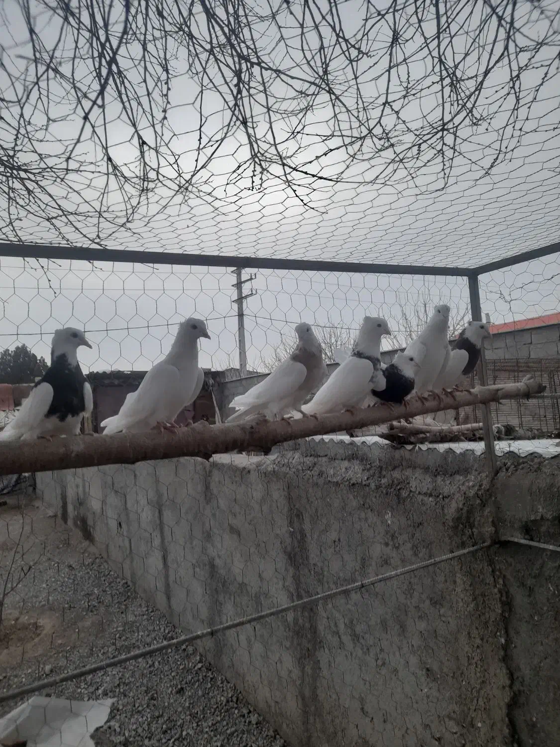 کبوتر طوقی|پرنده|بشاریات, |دیوار