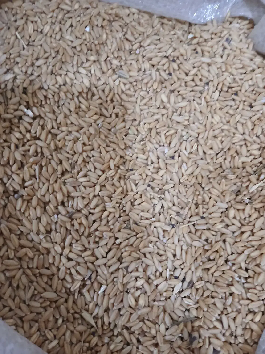 گندم|عمدهفروشی|سنندج, |دیوار