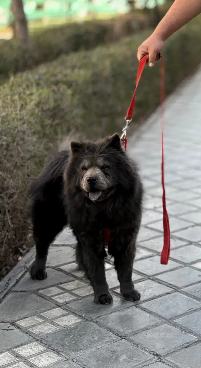 چاوچاو|سگ|اصفهان, ملک‌شهر|دیوار